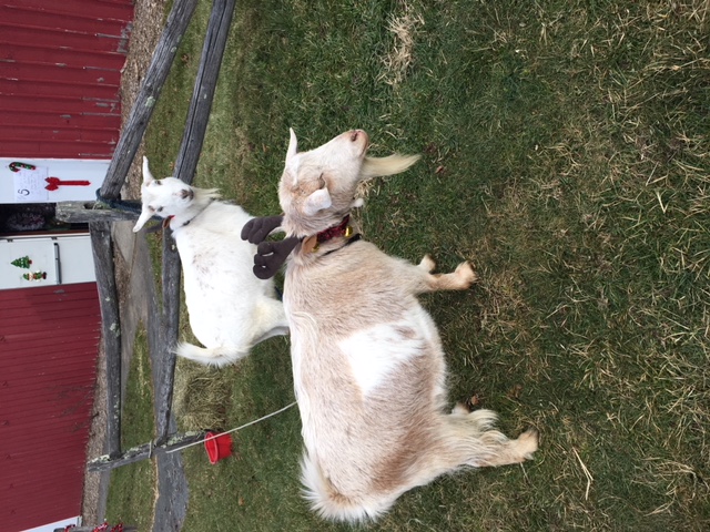 Grange Fair 12-23 Goats